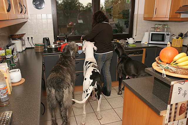Frauchen in der Küche
